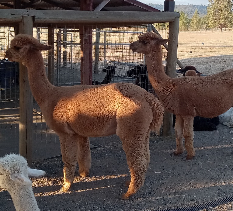 Bella and Lilli